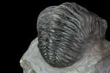 Pedinopariops Trilobite - Mrakib, Morocco #89516-3
